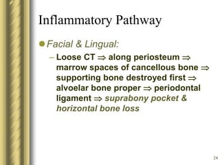 24
Inflammatory Pathway
Facial & Lingual:
– Loose CT  along periosteum 
marrow spaces of cancellous bone 
supporting bone destroyed first 
alvoelar bone proper  periodontal
ligament  suprabony pocket &
horizontal bone loss
 