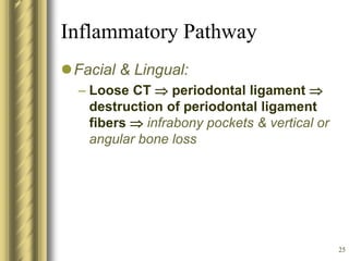 25
Inflammatory Pathway
Facial & Lingual:
– Loose CT  periodontal ligament 
destruction of periodontal ligament
fibers  infrabony pockets & vertical or
angular bone loss
 