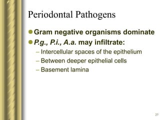 27
Periodontal Pathogens
Gram negative organisms dominate
P.g., P.i., A.a. may infiltrate:
– Intercellular spaces of the epithelium
– Between deeper epithelial cells
– Basement lamina
 