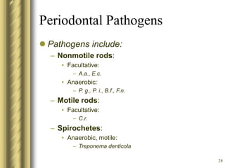 28
Periodontal Pathogens
 Pathogens include:
– Nonmotile rods:
• Facultative:
– A.a., E.c.
• Anaerobic:
– P. g., P. i., B.f., F.n.
– Motile rods:
• Facultative:
– C.r.
– Spirochetes:
• Anaerobic, motile:
– Treponema denticola
 