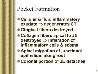 8
Pocket Formation
Cellular & fluid inflammatory
exudate  degenerates CT
Gingival fibers destroyed
Collagen fibers apical to JE
destroyed  infiltration of
inflammatory cells & edema
Apical migration of junctional
epithelium along root
Coronal portion of JE detaches
 