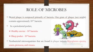 ROLE OF MICROBES
• Dental plaque is composed primarily of bacteria. One gram of plaque (wet weight)
contains approximately 1011 bacteria.
• In a periodontal pocket,
 Healthy crevice - 103 bacteria.
 Deep pocket - 108 bacteria.
• Nonbacterial microorganisms that are found in plaque include Mycoplasma species,
yeasts, protozoa, and viruses. 30
 