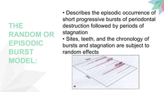 THE
RANDOM OR
EPISODIC
BURST
MODEL:
• Describes the episodic occurrence of
short progressive bursts of periodontal
destruction followed by periods of
stagnation
• Sites, teeth, and the chronology of
bursts and stagnation are subject to
random effects
 