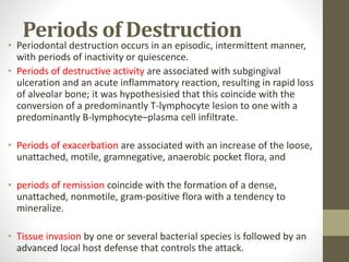 Periods of Destruction
• Periodontal destruction occurs in an episodic, intermittent manner,
with periods of inactivity or quiescence.
• Periods of destructive activity are associated with subgingival
ulceration and an acute inflammatory reaction, resulting in rapid loss
of alveolar bone; it was hypothesisied that this coincide with the
conversion of a predominantly T-lymphocyte lesion to one with a
predominantly B-lymphocyte–plasma cell infiltrate.
• Periods of exacerbation are associated with an increase of the loose,
unattached, motile, gramnegative, anaerobic pocket flora, and
• periods of remission coincide with the formation of a dense,
unattached, nonmotile, gram-positive flora with a tendency to
mineralize.
• Tissue invasion by one or several bacterial species is followed by an
advanced local host defense that controls the attack.
 