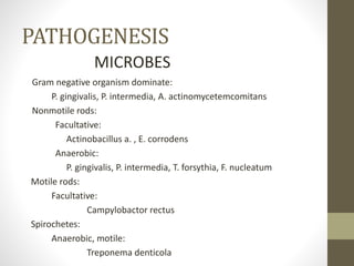 PATHOGENESIS
Gram negative organism dominate:
P. gingivalis, P. intermedia, A. actinomycetemcomitans
Nonmotile rods:
Facultative:
Actinobacillus a. , E. corrodens
Anaerobic:
P. gingivalis, P. intermedia, T. forsythia, F. nucleatum
Motile rods:
Facultative:
Campylobactor rectus
Spirochetes:
Anaerobic, motile:
Treponema denticola
MICROBES
 