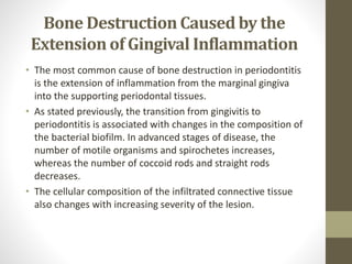 Bone Destruction Caused by the
Extension of Gingival Inflammation
• The most common cause of bone destruction in periodontitis
is the extension of inflammation from the marginal gingiva
into the supporting periodontal tissues.
• As stated previously, the transition from gingivitis to
periodontitis is associated with changes in the composition of
the bacterial biofilm. In advanced stages of disease, the
number of motile organisms and spirochetes increases,
whereas the number of coccoid rods and straight rods
decreases.
• The cellular composition of the infiltrated connective tissue
also changes with increasing severity of the lesion.
 