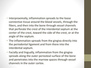 • Interproximally, inflammation spreads to the loose
connective tissue around the blood vessels, through the
fibers, and then into the bone through vessel channels
that perforate the crest of the interdental septum at the
center of the crest, toward the side of the crest, or at the
angle of the septum.
• The inflammation spreads from the gingiva directly into
the periodontal ligament and from there into the
interdental septum.
• Facially and lingually, inflammation from the gingiva
spreads along the outer periosteal surface of the bone
and penetrates into the marrow spaces through vessel
channels in the outer cortex.
 