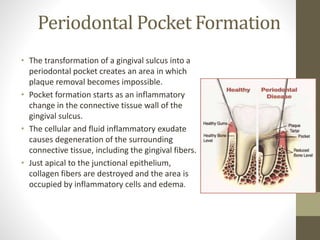 Periodontal Pocket Formation
• The transformation of a gingival sulcus into a
periodontal pocket creates an area in which
plaque removal becomes impossible.
• Pocket formation starts as an inflammatory
change in the connective tissue wall of the
gingival sulcus.
• The cellular and fluid inflammatory exudate
causes degeneration of the surrounding
connective tissue, including the gingival fibers.
• Just apical to the junctional epithelium,
collagen fibers are destroyed and the area is
occupied by inflammatory cells and edema.
 