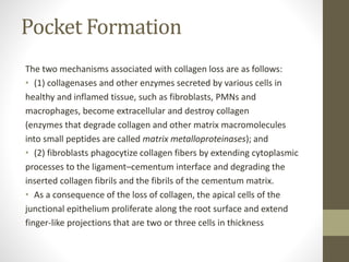 Pocket Formation
The two mechanisms associated with collagen loss are as follows:
• (1) collagenases and other enzymes secreted by various cells in
healthy and inflamed tissue, such as fibroblasts, PMNs and
macrophages, become extracellular and destroy collagen
(enzymes that degrade collagen and other matrix macromolecules
into small peptides are called matrix metalloproteinases); and
• (2) fibroblasts phagocytize collagen fibers by extending cytoplasmic
processes to the ligament–cementum interface and degrading the
inserted collagen fibrils and the fibrils of the cementum matrix.
• As a consequence of the loss of collagen, the apical cells of the
junctional epithelium proliferate along the root surface and extend
finger-like projections that are two or three cells in thickness
 