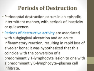 Periods of Destruction
• Periodontal destruction occurs in an episodic,
intermittent manner, with periods of inactivity
or quiescence.
• Periods of destructive activity are associated
with subgingival ulceration and an acute
inflammatory reaction, resulting in rapid loss of
alveolar bone; it was hypothesized that this
coincide with the conversion of a
predominantly T-lymphocyte lesion to one with
a predominantly B-lymphocyte–plasma cell
infiltrate.
 