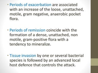 • Periods of exacerbation are associated
with an increase of the loose, unattached,
motile, gram negative, anaerobic pocket
flora.
• Periods of remission coincide with the
formation of a dense, unattached, non
motile, gram-positive flora with a
tendency to mineralize.
• Tissue invasion by one or several bacterial
species is followed by an advanced local
host defence that controls the attack.
 