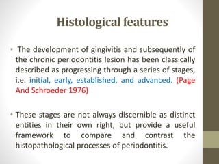 Histological features
• The development of gingivitis and subsequently of
the chronic periodontitis lesion has been classically
described as progressing through a series of stages,
i.e. initial, early, established, and advanced. (Page
And Schroeder 1976)
• These stages are not always discernible as distinct
entities in their own right, but provide a useful
framework to compare and contrast the
histopathological processes of periodontitis.
 