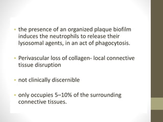 • the presence of an organized plaque biofilm
induces the neutrophils to release their
lysosomal agents, in an act of phagocytosis.
• Perivascular loss of collagen- local connective
tissue disruption
• not clinically discernible
• only occupies 5–10% of the surrounding
connective tissues.
 