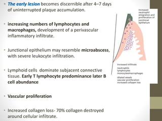 • The early lesion becomes discernible after 4–7 days
of uninterrupted plaque accumulation.
• increasing numbers of lymphocytes and
macrophages, development of a perivascular
inflammatory infiltrate.
• Junctional epithelium may resemble microabscess,
with severe leukocyte infiltration.
• Lymphoid cells dominate subjacent connective
tissue. Early T lymphocyte predominance later B
cell abundance
• Vascular proliferation
• Increased collagen loss- 70% collagen destroyed
around cellular infiltrate.
 