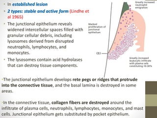 • In established lesion
• 2 types: stable and active form (Lindhe et
al 1965)
• The junctional epithelium reveals
widened intercellular spaces filled with
granular cellular debris, including
lysosomes derived from disrupted
neutrophils, lymphocytes, and
monocytes.
• The lysosomes contain acid hydrolases
that can destroy tissue components.
•The junctional epithelium develops rete pegs or ridges that protrude
into the connective tissue, and the basal lamina is destroyed in some
areas.
•In the connective tissue, collagen fibers are destroyed around the
infiltrate of plasma cells, neutrophils, lymphocytes, monocytes, and mast
cells. Junctional epithelium gets substituted by pocket epithelium.
 