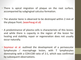 • There is apical migration of plaque on the root surface,
accompanied by subgingival calculus formation.
• The alveolar bone is observed to be destroyed within 2 mm of
the plaque front. (waerhaug et al)
• A predominance of plasma cells is characteristic of this lesion,
and while there is capacity in the region of the lesion for
healing and stability, repair or regeneration does not usually
occur naturally.
• Seymour et al. outlined the development of a perivascular
lymphocyte ⁄ macrophage lesion, with T lymphocytes
dominating with a CD4:CD8 ratio of 2:1, which was confirmed
by subsequent observations.
 
