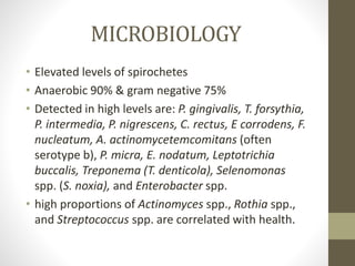 MICROBIOLOGY
• Elevated levels of spirochetes
• Anaerobic 90% & gram negative 75%
• Detected in high levels are: P. gingivalis, T. forsythia,
P. intermedia, P. nigrescens, C. rectus, E corrodens, F.
nucleatum, A. actinomycetemcomitans (often
serotype b), P. micra, E. nodatum, Leptotrichia
buccalis, Treponema (T. denticola), Selenomonas
spp. (S. noxia), and Enterobacter spp.
• high proportions of Actinomyces spp., Rothia spp.,
and Streptococcus spp. are correlated with health.
 