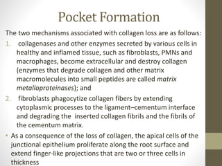 Pocket Formation
The two mechanisms associated with collagen loss are as follows:
1. collagenases and other enzymes secreted by various cells in
healthy and inflamed tissue, such as fibroblasts, PMNs and
macrophages, become extracellular and destroy collagen
(enzymes that degrade collagen and other matrix
macromolecules into small peptides are called matrix
metalloproteinases); and
2. fibroblasts phagocytize collagen fibers by extending
cytoplasmic processes to the ligament–cementum interface
and degrading the inserted collagen fibrils and the fibrils of
the cementum matrix.
• As a consequence of the loss of collagen, the apical cells of the
junctional epithelium proliferate along the root surface and
extend finger-like projections that are two or three cells in
thickness
 