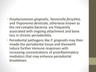 • Porphyromonas gingivalis, Tannerella forsythia,
and Treponema denticola, otherwise known as
the red complex bacteria, are frequently
associated with ongoing attachment and bone
loss in chronic periodontitis.
• Periodontal pathogens like P. gingivalis may then
invade the periodontal tissue and therewith
induce further immune responses with
increasing concentrations of proinflammatory
mediators that may enhance periodontal
breakdown.
 