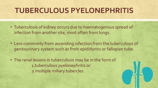TUBERCULOUS PYELONEPHRITIS
• Tuberculosis of kidney occurs due to haematogenous spread of
infection from another site, most often from lungs.
• Less commonly from ascending infection from the tuberculosis of
genitourinary system such as from epididymis or fallopian tube.
• The renal lesions in tuberculosis may be in the form of
1.tuberculous pyelonephritis or
2.multiple miliary tubercles
 