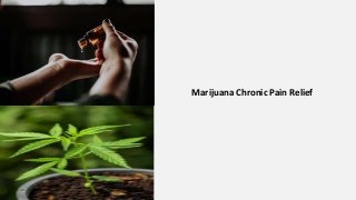 Marijuana Chronic Pain Relief
 