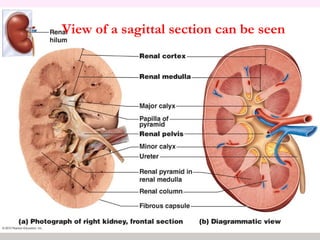 View of a sagittal section can be seen
 
