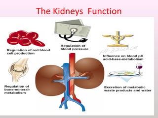 The Kidneys Function
 