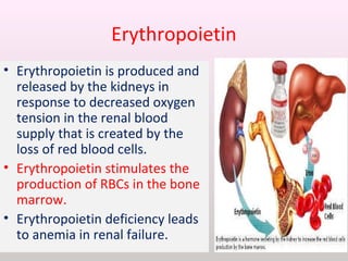 Erythropoietin
• Erythropoietin is produced and
released by the kidneys in
response to decreased oxygen
tension in the renal blood
supply that is created by the
loss of red blood cells.
• Erythropoietin stimulates the
production of RBCs in the bone
marrow.
• Erythropoietin deficiency leads
to anemia in renal failure.
 