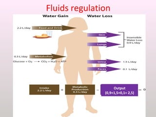 Fluids regulation
Output
(0,9+1,5+0,1= 2,5)
 