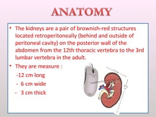• The kidneys are a pair of brownish-red structures
located retroperitoneally (behind and outside of
peritoneal cavity) on the posterior wall of the
abdomen from the 12th thoracic vertebra to the 3rd
lumbar vertebra in the adult.
• They are measure :
-12 cm long
- 6 cm wide
- 3 cm thick
 