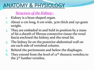 ANATOMY & PHYSIOLOGY
Structure of the Kidney:-
1. Kidney is a bean shaped organ.
2. About 11 cm long, 6 cm wide, 3cm thick and 150 gram
weight.
3. They are embaded in and held in position by a mass
of fat a sheath of fibrous connective tissue the renal
fascia enclosed the kidney and the renal fat.
4. The kidney lie on the posterior abdominal wall on
are each side of vertebral column.
5. Behind the peritoneum and below the diaphagm.
6. They extend from the level of 12th thoracic vertebra to
the 3rd lumber vertebra.
 