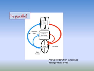 In parallel
Allows oxygenation as receives
deoxygenated blood
 