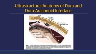 Ultrastructural Anatomy of Dura and
Dura-Arachnoid Interface
 