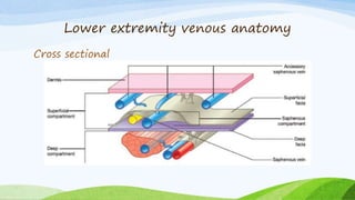 Lower extremity venous anatomy
Cross sectional
 