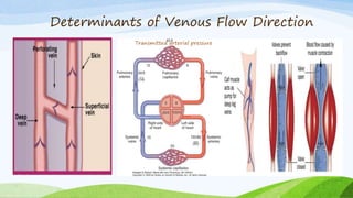 Determinants of Venous Flow Direction
Transmitted arterial pressure
 