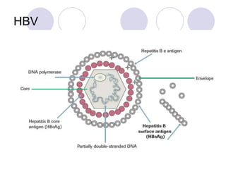 HBV
 