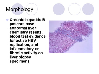 Morphology
 Chronic hepatitis B
patients have
abnormal liver
chemistry results,
blood test evidence
for active HBV
replication, and
inflammatory or
fibrotic activity on
liver biopsy
specimens
 