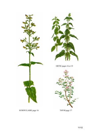 ORTIE pages 16 et 19

SCROFULAIRE page 16

THYM page 17

11/12

 