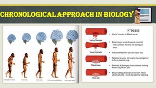 CHRONOLOGICALAPPROACH IN BIOLOGY
 
