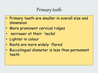 Primary teeth
• Primary teeth are smaller in overall size and
dimension
• More prominent cervical ridges
• narrower at their ‘necks’
• Lighter in colour
• Roots are more widely flared
• Buccolingual diameter is less than permanent
teeth
 