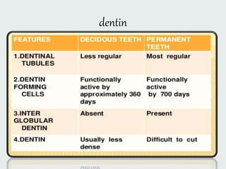 dentin
 