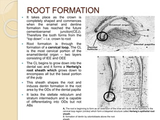 Chronology of dental development and development of occlusion | PPTX