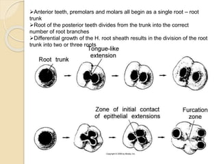 Chronology of dental development and development of occlusion | PPTX