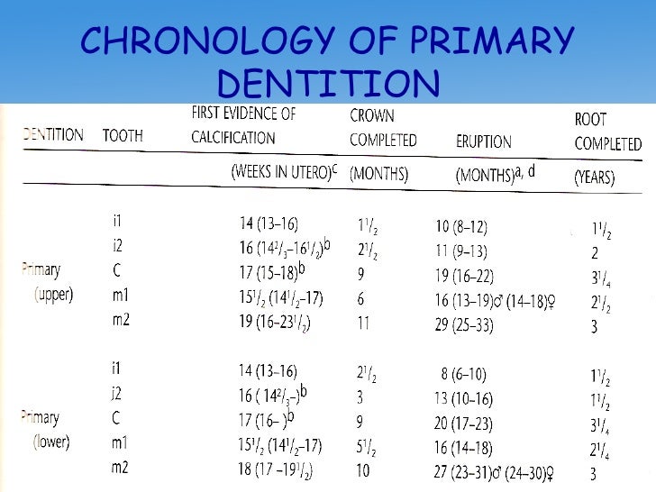 chronology of primary and permanent dention primary dentition