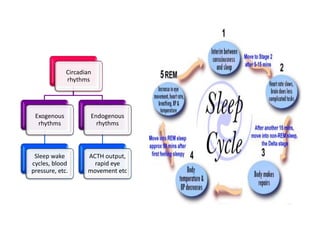 Circadian
rhythms
Exogenous
rhythms
Sleep wake
cycles, blood
pressure, etc.
Endogenous
rhythms
ACTH output,
rapid eye
movement etc
 