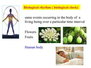 same events occurring in the body of a
living being over a particular time interval
Flowers
Fruits
Human body
Biological rhythm ( biological clock)
 