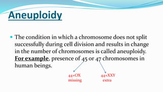 Aneuploidy
 The condition in which a chromosome does not split
successfully during cell division and results in change
in the number of chromosomes is called aneuploidy.
For example, presence of 45 or 47 chromosomes in
human beings.
44+OX
missing
44+XXY
extra
 