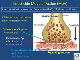 Vegetable Insecticide Update for Retailers | PPTX
