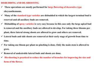 DISBUDDING AND DE-SHOOTING
 These operations are mostly performed for large flowering of decorative type
chrysanthemums.
...