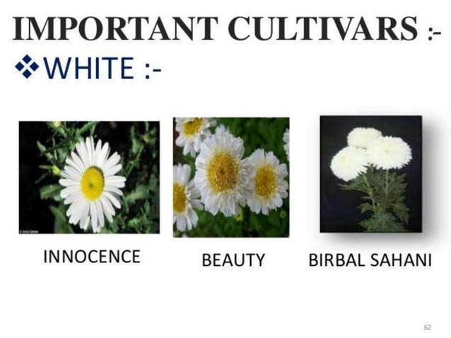 chrysanthemum-ppt